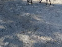 Ziege, Nubian Goat — Foto 8