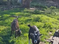 Capră, Capre — foto 1