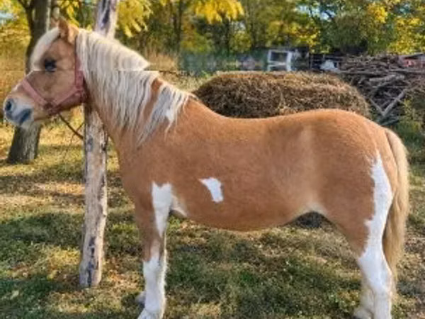 Madyan, Shetland Pony