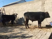 公牛, Cattle — 照片 6
