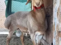 Qoʻchqor, Rhon sheep — 7-rasm