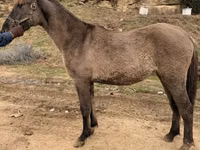 Madyan, Rocky Mountain Horse — foto 6