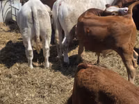 公牛, Limousin cow — 照片 3