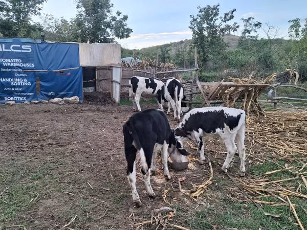 Bulle, Russian Black pied cattle — Republik Moldau