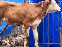 गाय, Simmental cattle — फ़ोटो 8