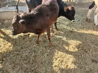गाय, मवेशी — फ़ोटो 2