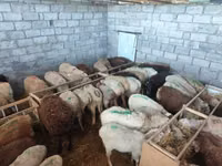 Qoyun, Beulah Speckled face sheep — foto 8