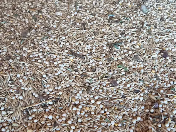Горох. Овёс. Овсяные