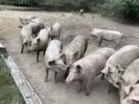Säue, Schweine — Foto 4