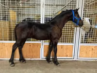 Cheval, Dutch warmblood horse — photo 3