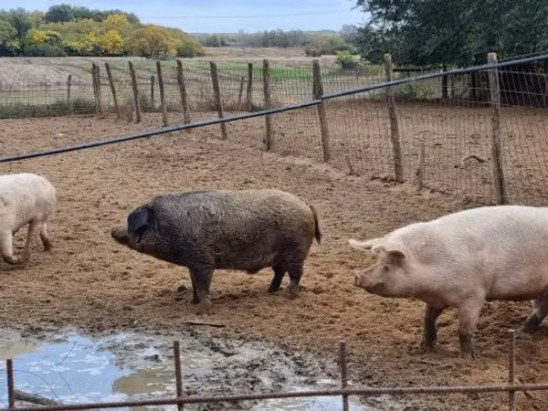 Scroafă, Porci