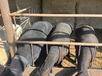 Schaf, Hissar sheep — Foto 2