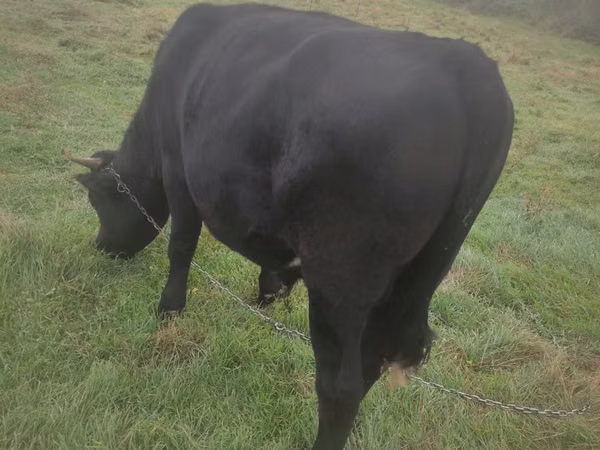 Toro, Aberdeen-Angus