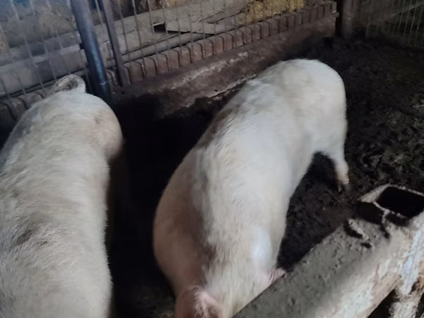 Scroafă, Porci — Republica Moldova
