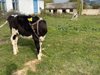 Kuh, Russian Black pied cattle — Foto 4