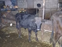 Bull, Russian Black pied cattle — photo 5