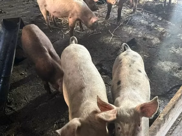 Säue, Schweine