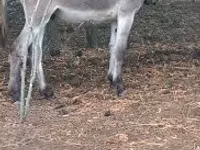 公马, Horses — 照片 1