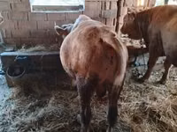 公牛, Limousin cow — 照片 5
