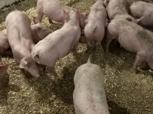 Чочколор (партия, жынысы көрсөтүлгөн эмес), 
