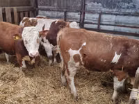 Bulle, Simmental cattle — Foto 2