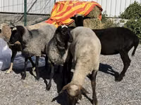 Sheep, Hissar sheep — photo 1