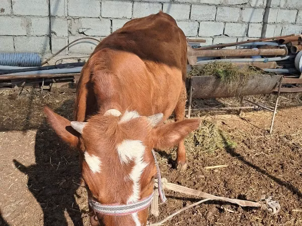 Rinder (Partie, Geschlecht nicht angegeben), Simmental cattle