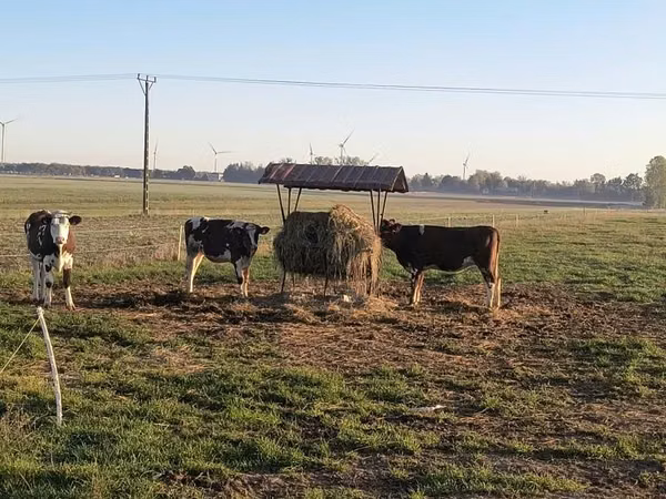 Vaca, Russian Black pied cattle