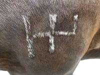 Aygʻir, Percheron — 4-rasm