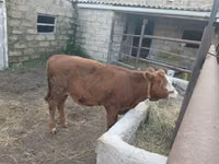 Vacă, Simmental cattle — foto 2