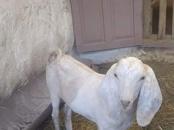 Ziegenbock, Beetal goats