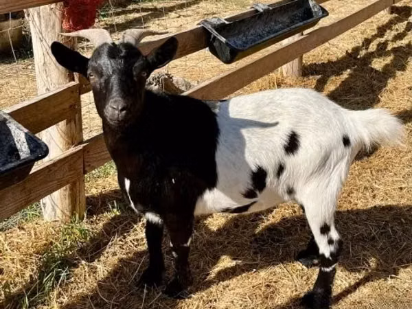 公山羊, Dutch Landrace goats