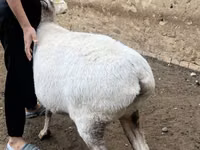 भेड़, भेड़ — फ़ोटो 5