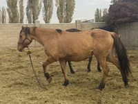 Jument, Kyrgyz Horse — photo 4