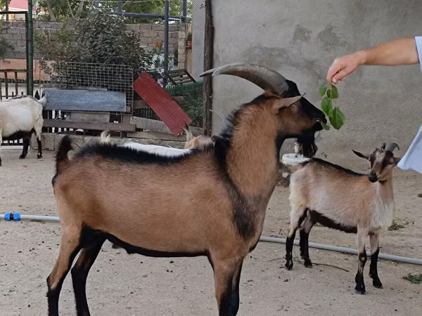 Țap, Alpine goat