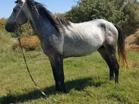At, Mustang — foto 1