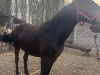 घोड़ी, Percheron — फ़ोटो 3
