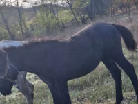 Caballo, Caballos — foto 2