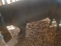 母猪, Pigs — 照片 1