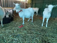 عنزة, Saanen goat — الصورة 5