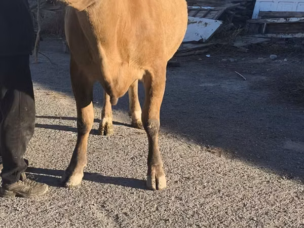 بقرة, Simmental cattle