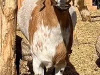 公山羊, Dutch Landrace goats — 照片 2