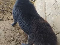 Ram, Sheep — photo 6