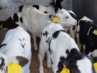 Bovinos (lote, sexo não especificado), Russian Black pied cattle — foto 2