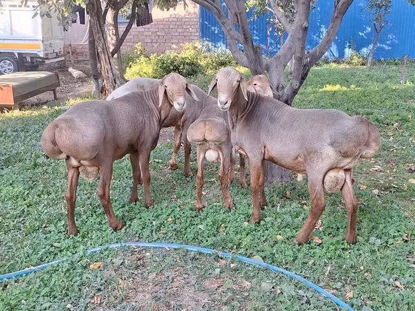 Кочкор, Каракуль койу