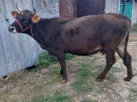 بقرة, Russian Black pied cattle — الصورة 3