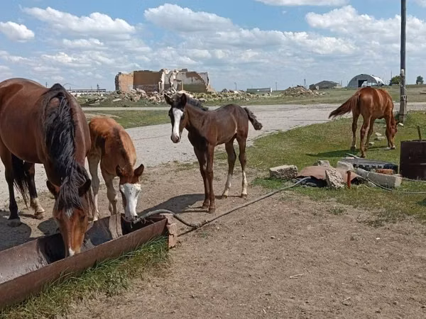 Stute, Horse breed