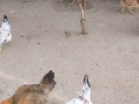 نورث هولاند بلو — الصورة 8