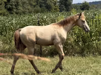 At, Kentucky mountain daddle horse — foto 8