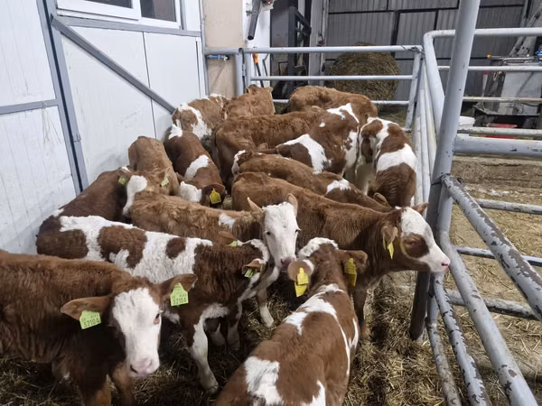 Cattle (batch, sex not specified), Simmental cattle